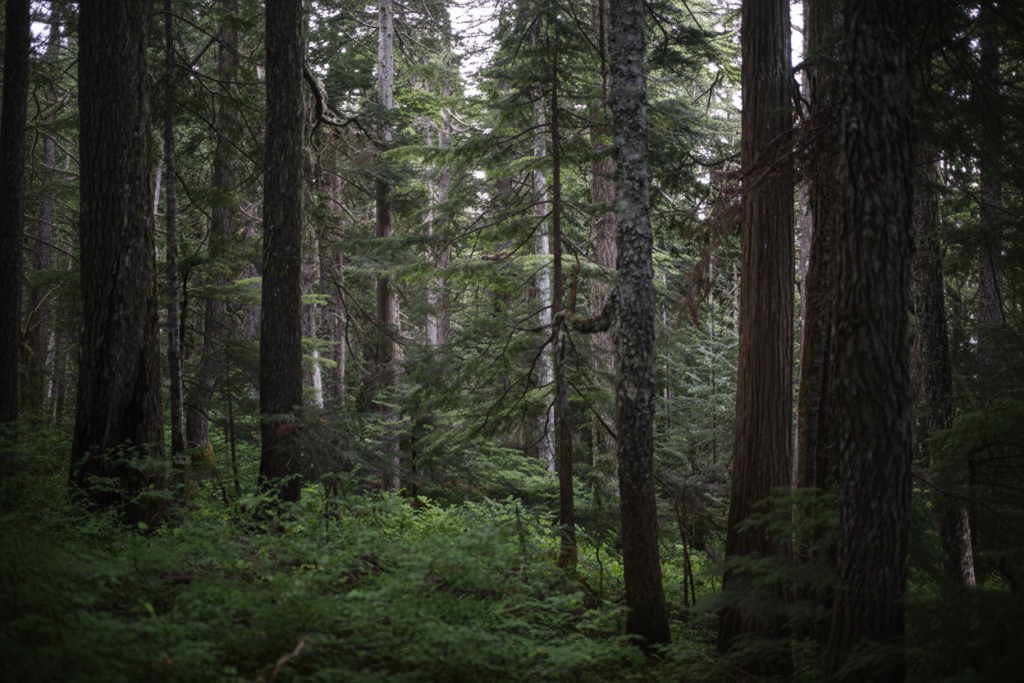 Morning mist filtering through the canopy, old-growth forest